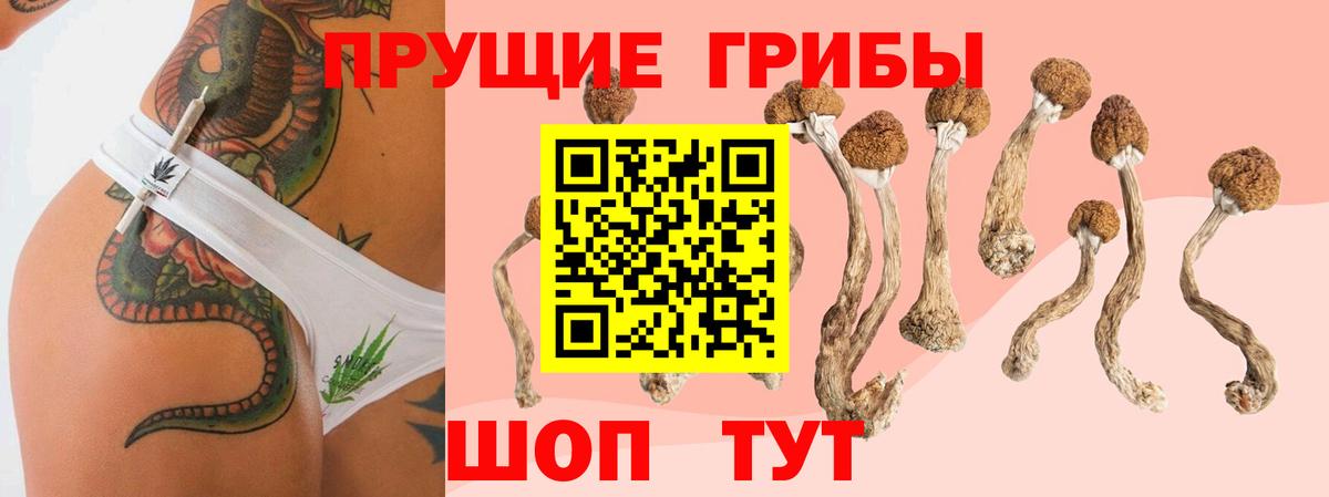 Псилоцибиновые грибы Psilocybine cubensis Казань