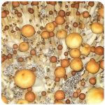 Псилоцибиновые (галлюциногенные)  грибы Psilocybin "Golden Teacher" в Казани